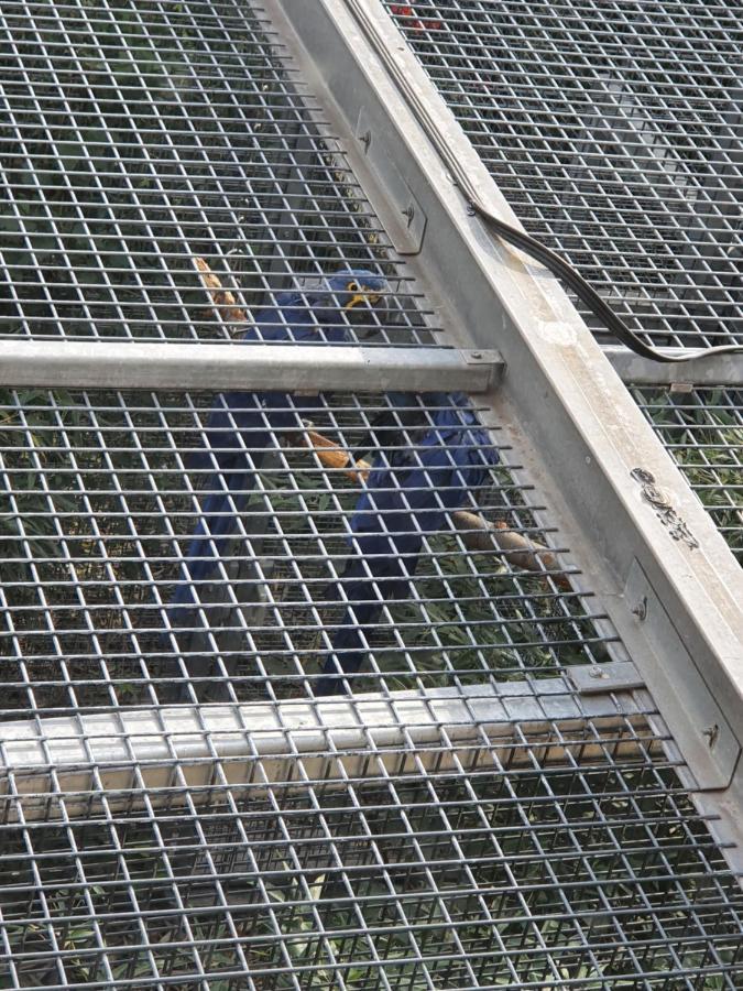 Papageiennest Leilighet Dresden Eksteriør bilde